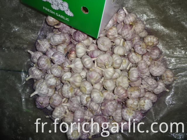 Fresh Regular Garlic Crop 2019